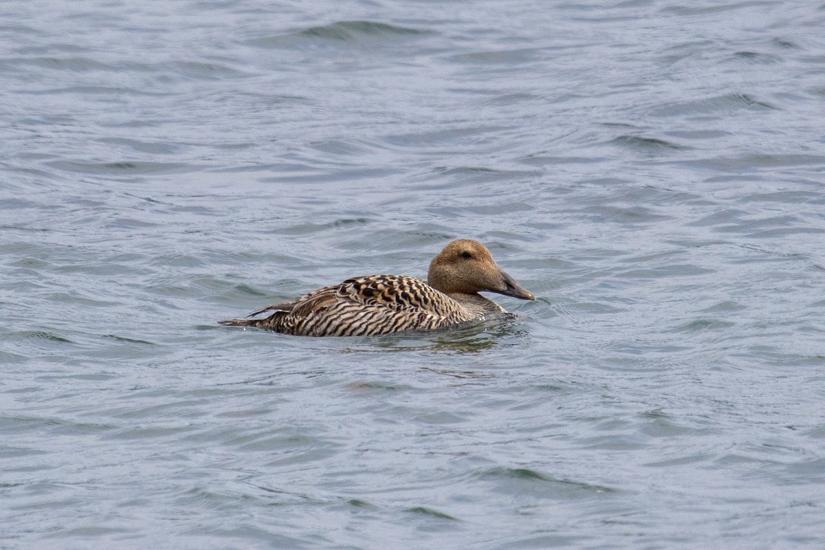 Common Eider - ML592130501