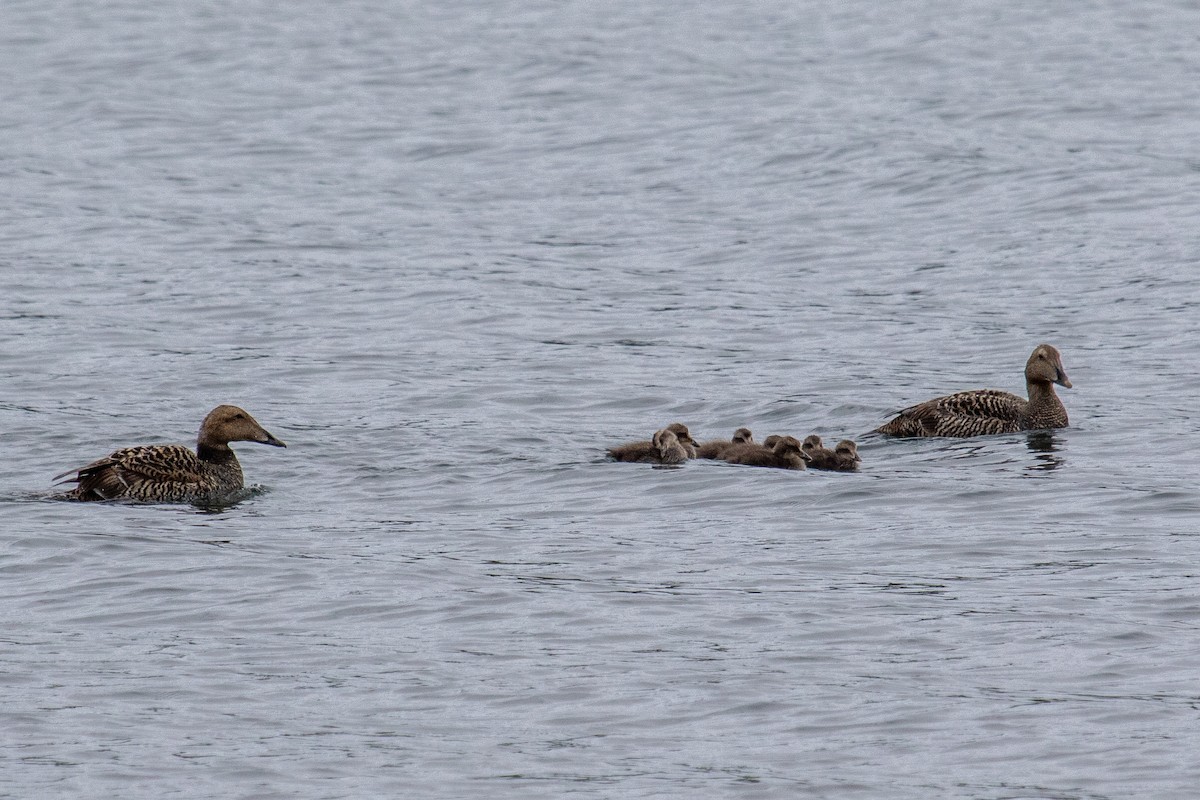 Common Eider - ML592130511