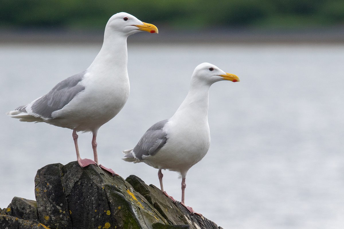 Glaucous-winged Gull - Robin Corcoran