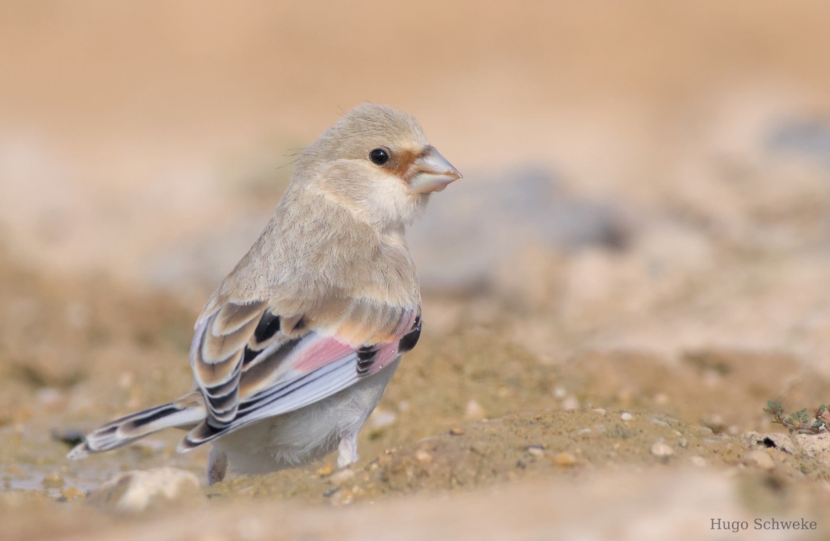 Desert Finch - ML592130621