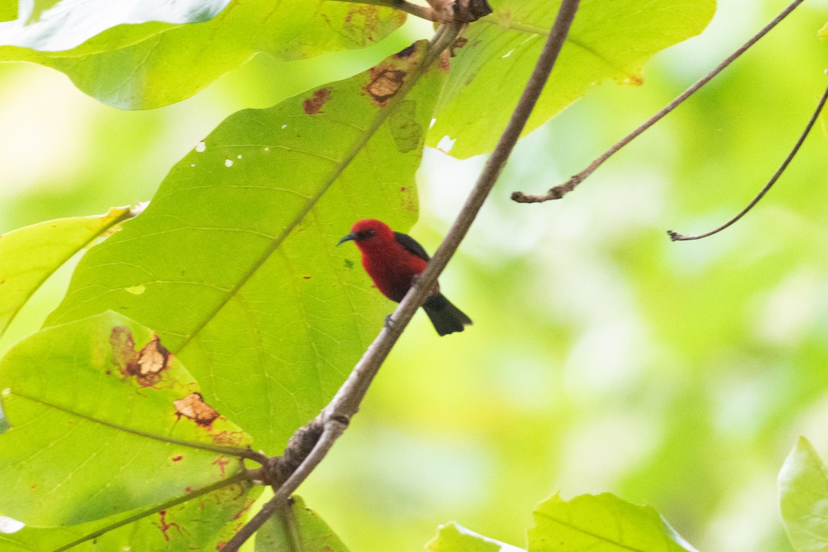 Myzomèle cardinal - ML592130791