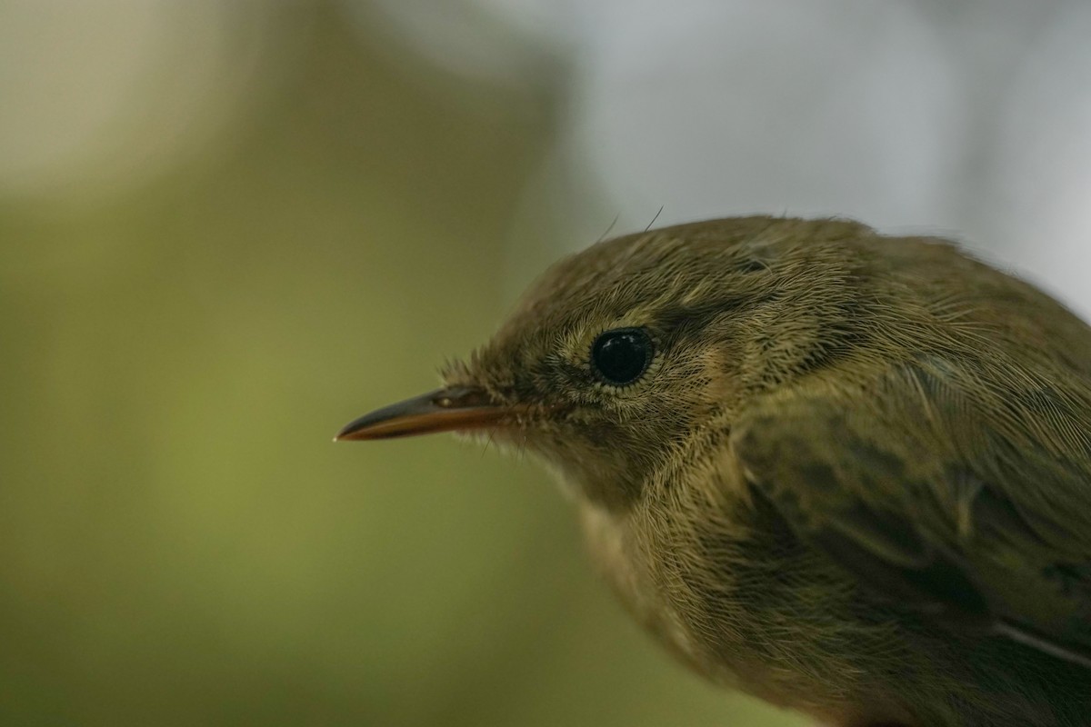 Iberian Chiffchaff - ML592130811