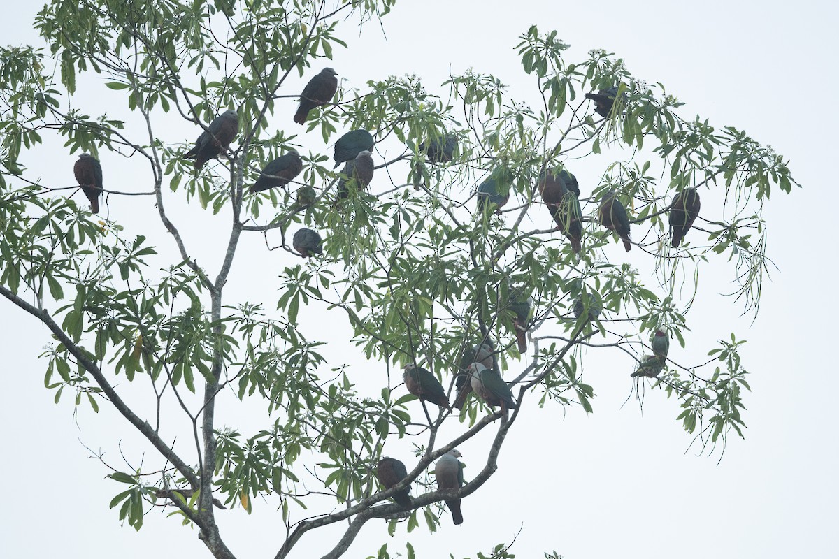 Chestnut-bellied Imperial-Pigeon - ML592131031