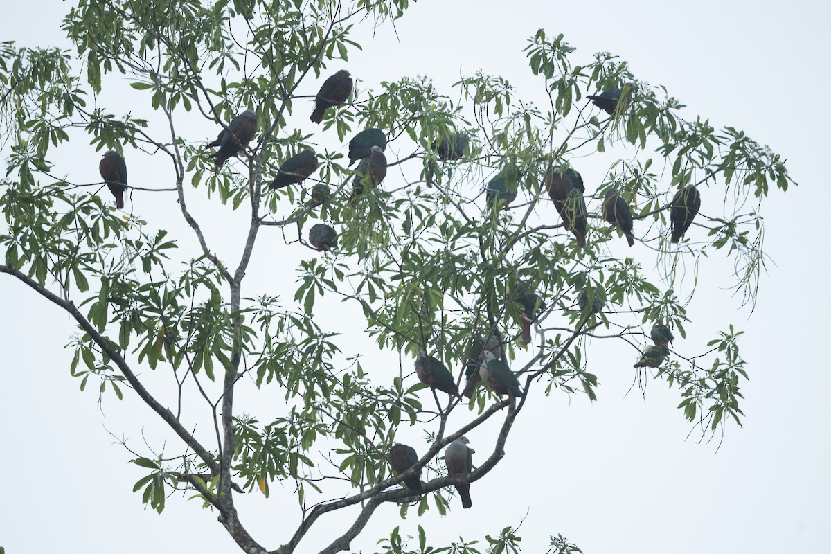 Chestnut-bellied Imperial-Pigeon - John C. Mittermeier