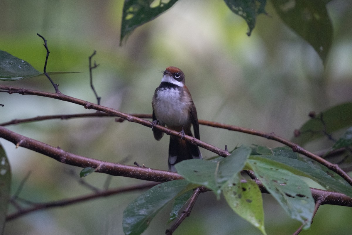 Solomons Rufous Fantail (Rufous-backed) - ML592131211