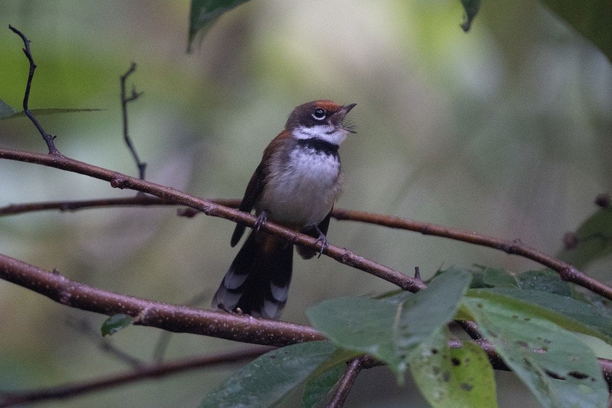 Solomons Rufous Fantail (Rufous-backed) - ML592131221