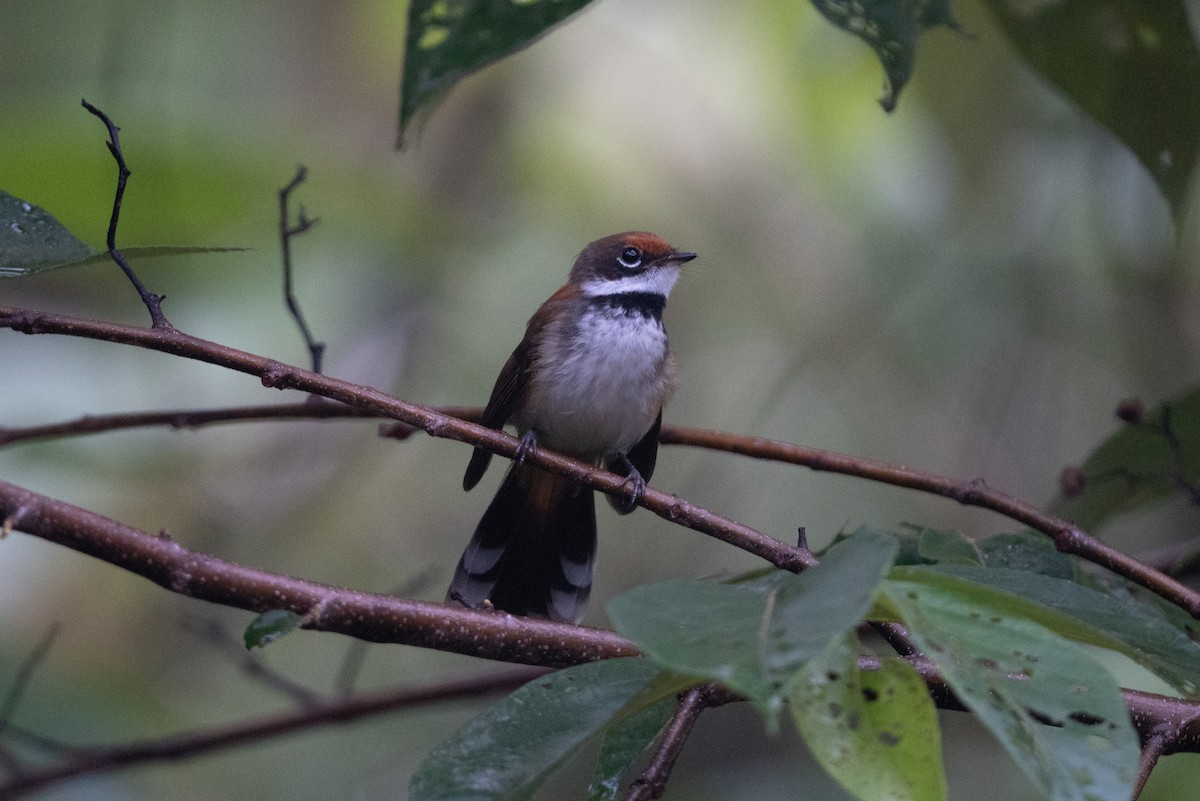 Solomons Rufous Fantail (Rufous-backed) - ML592131241