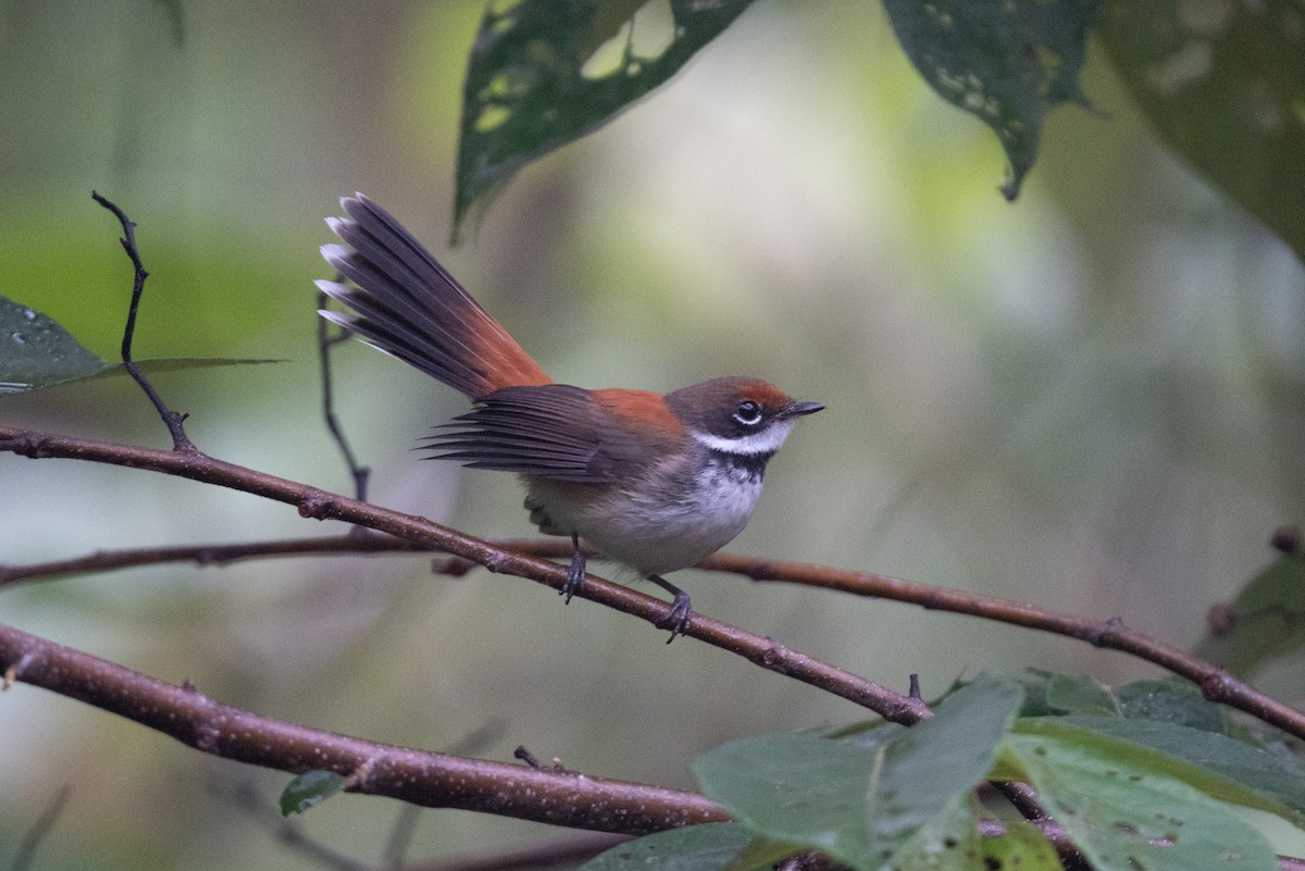 Solomons Rufous Fantail (Rufous-backed) - ML592131251