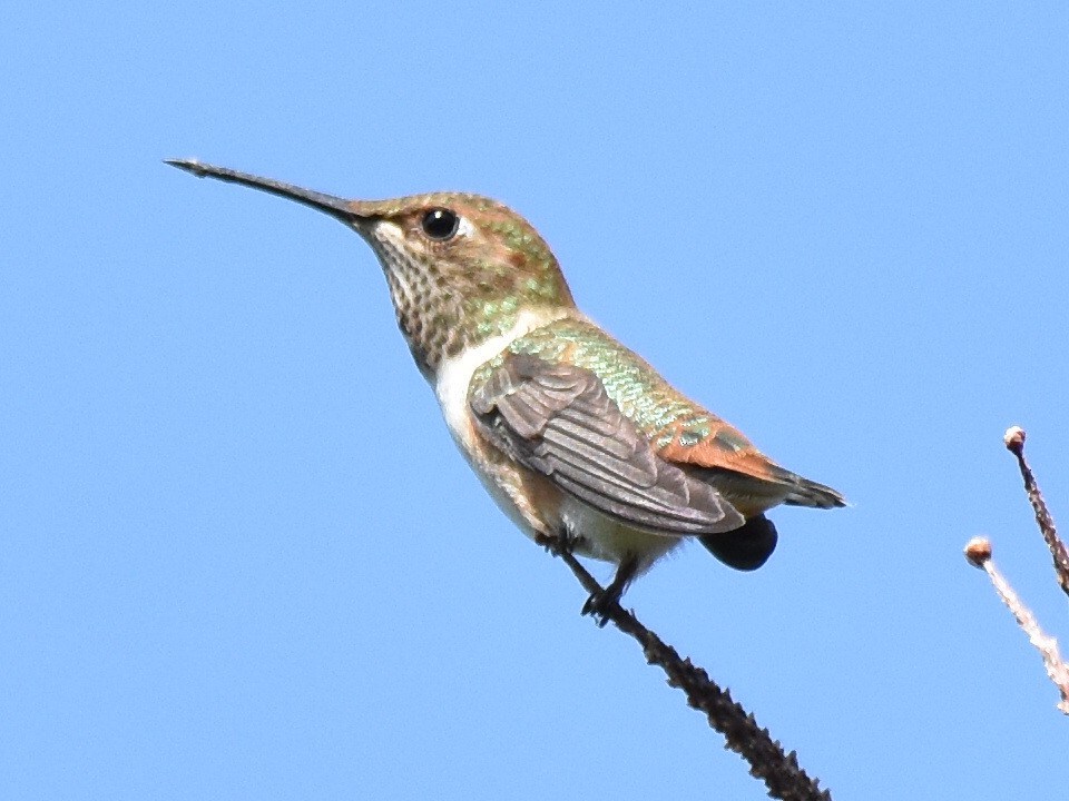 Rufous Hummingbird - Malcolm Gold