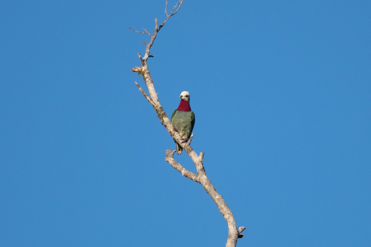 White-headed Fruit-Dove - ML592131631