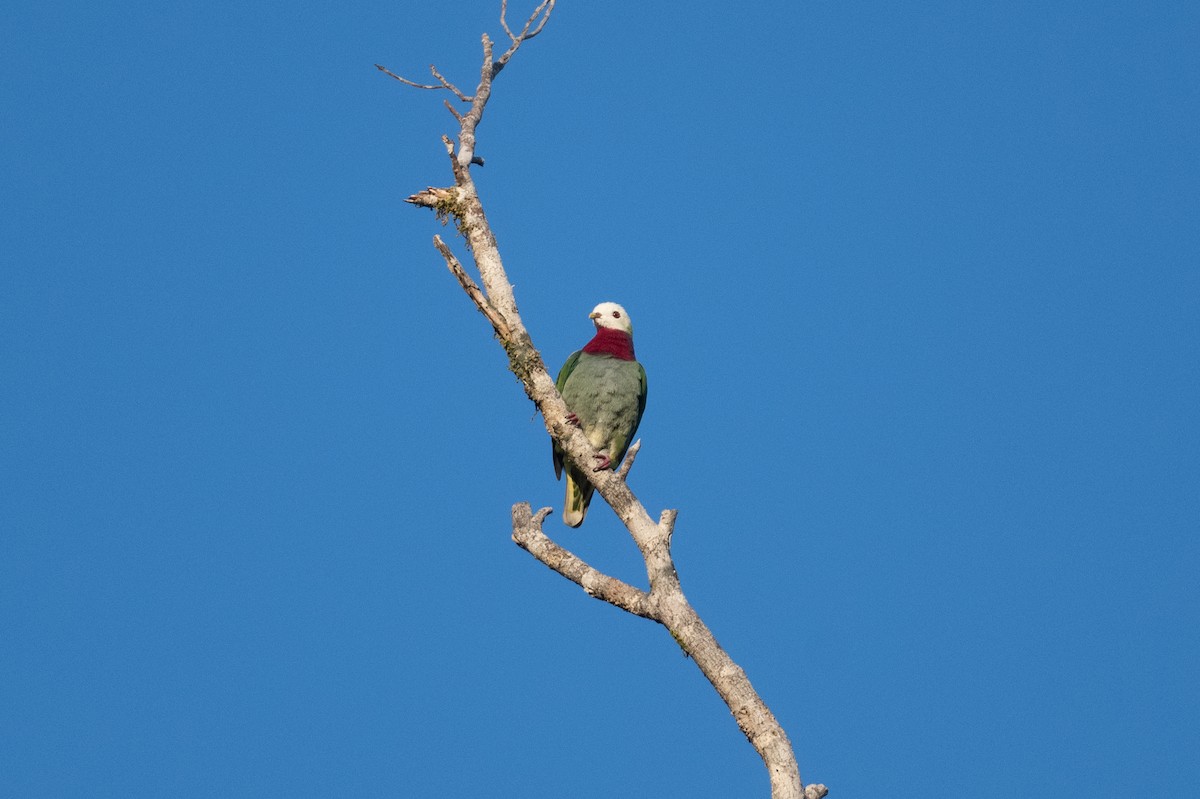 White-headed Fruit-Dove - ML592131641