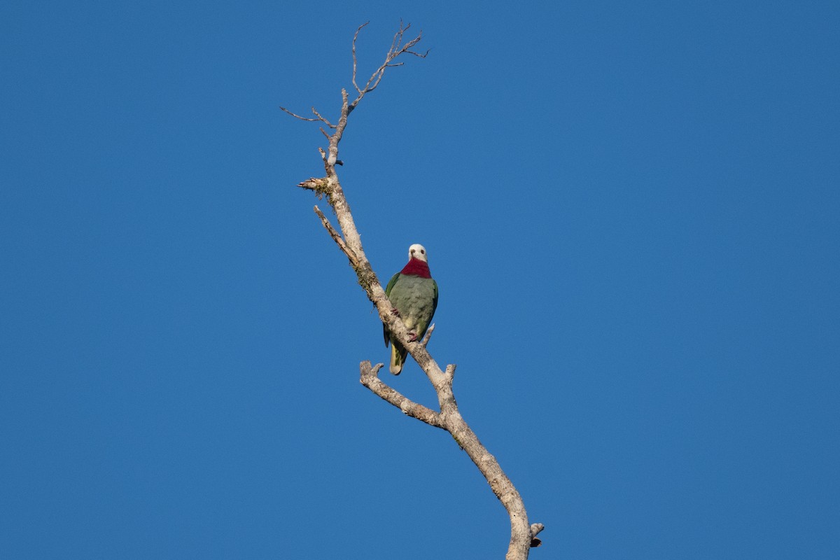 holub bělohlavý - ML592131661