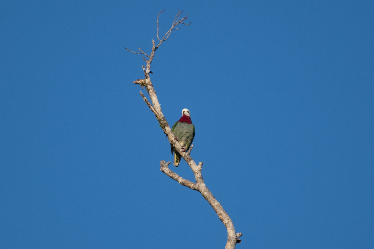 White-headed Fruit-Dove - ML592131661