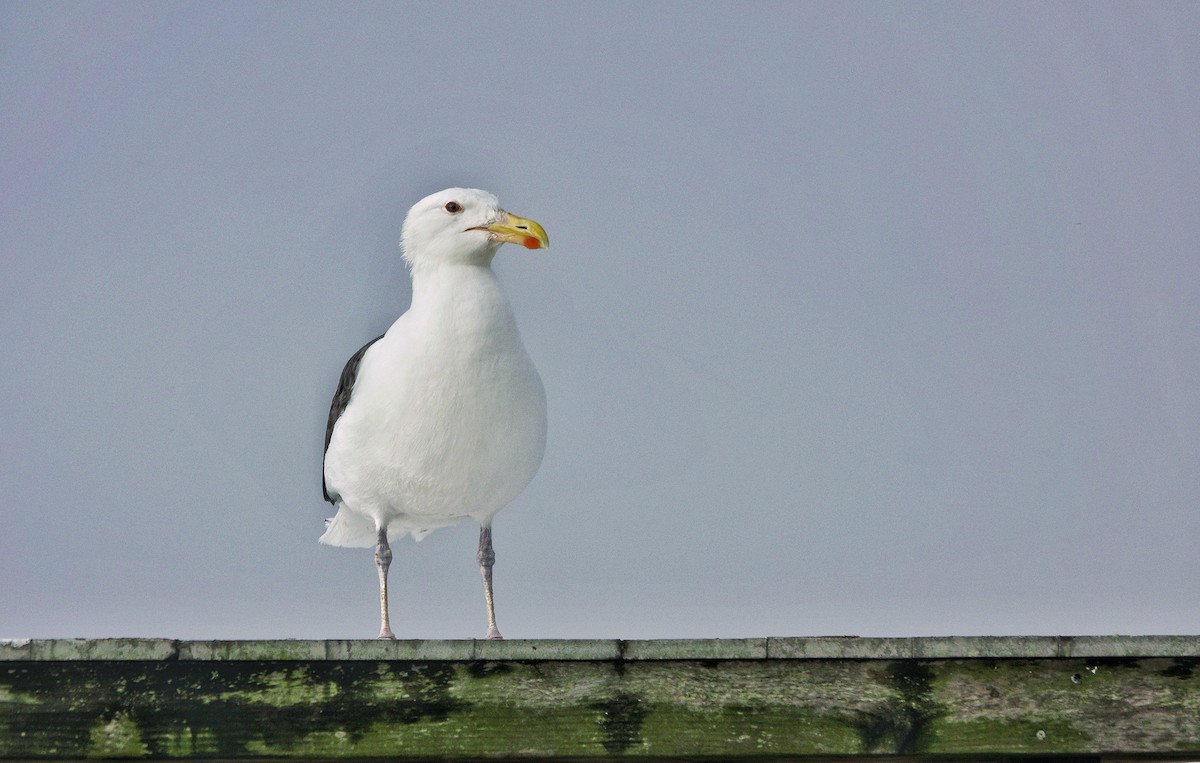 Great Black-backed Gull - Jim Carroll