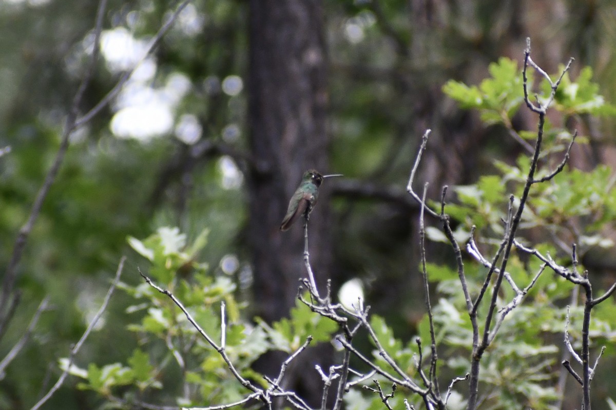 kolibřík skvostný - ML592131731