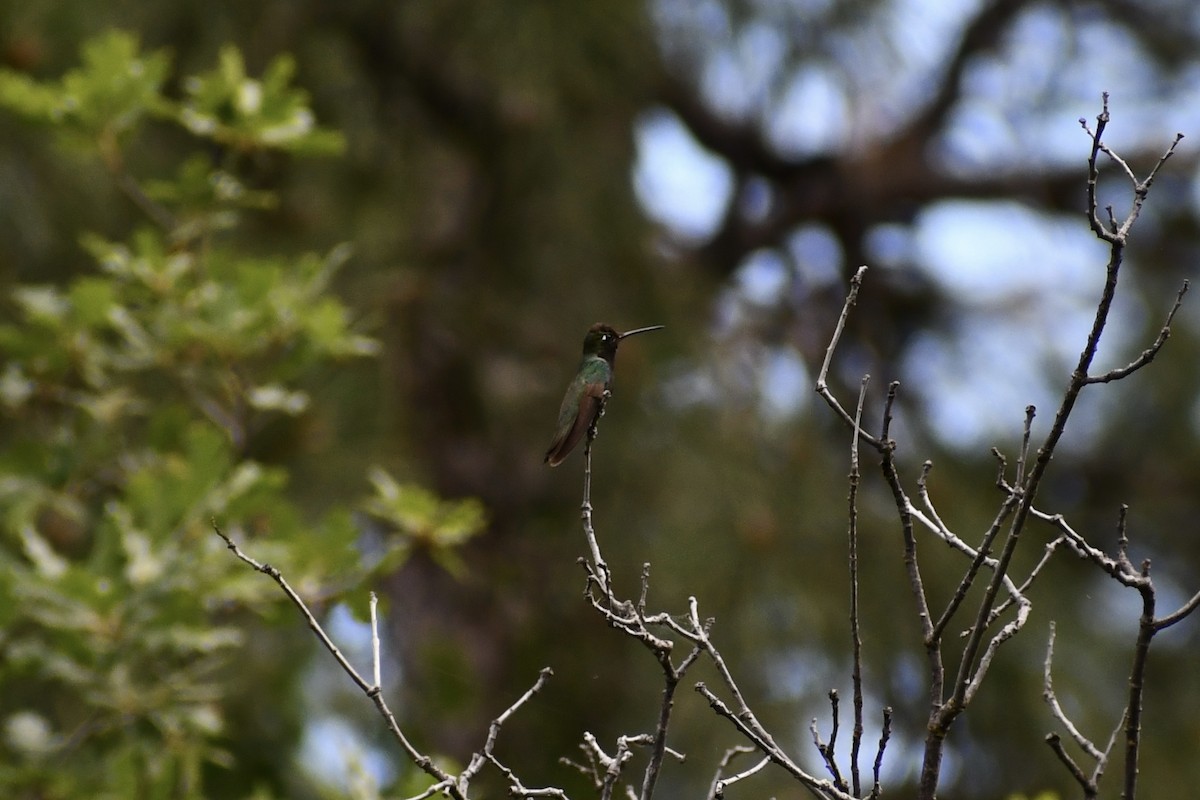 kolibřík skvostný - ML592131741