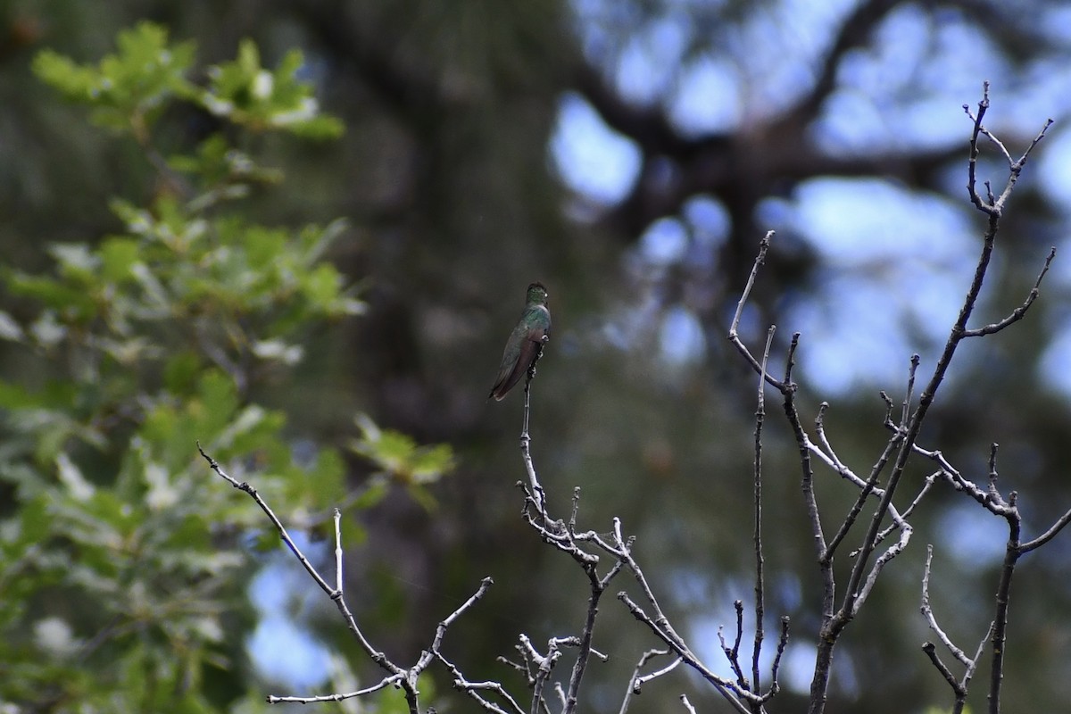 kolibřík skvostný - ML592131751