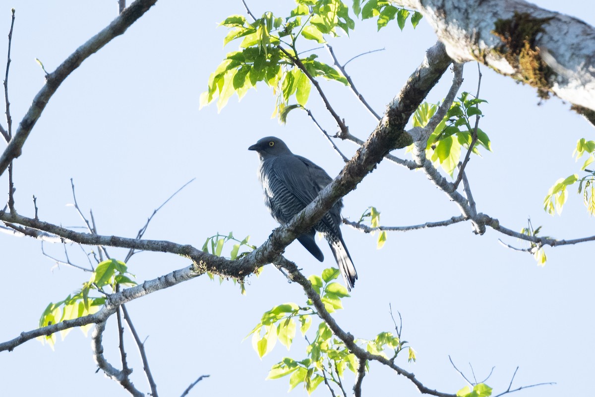 Barred Cuckooshrike - ML592131771