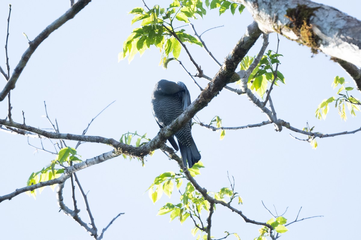 Barred Cuckooshrike - ML592131811