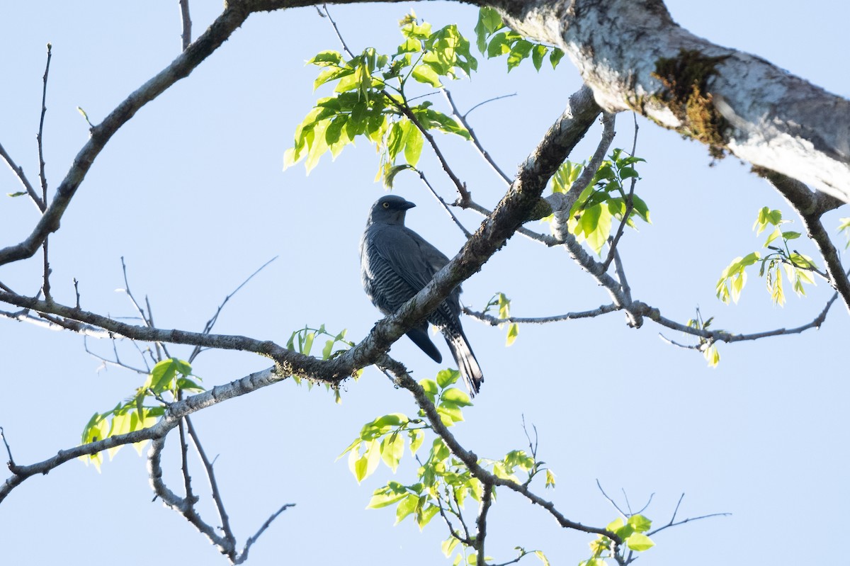 Barred Cuckooshrike - John C. Mittermeier