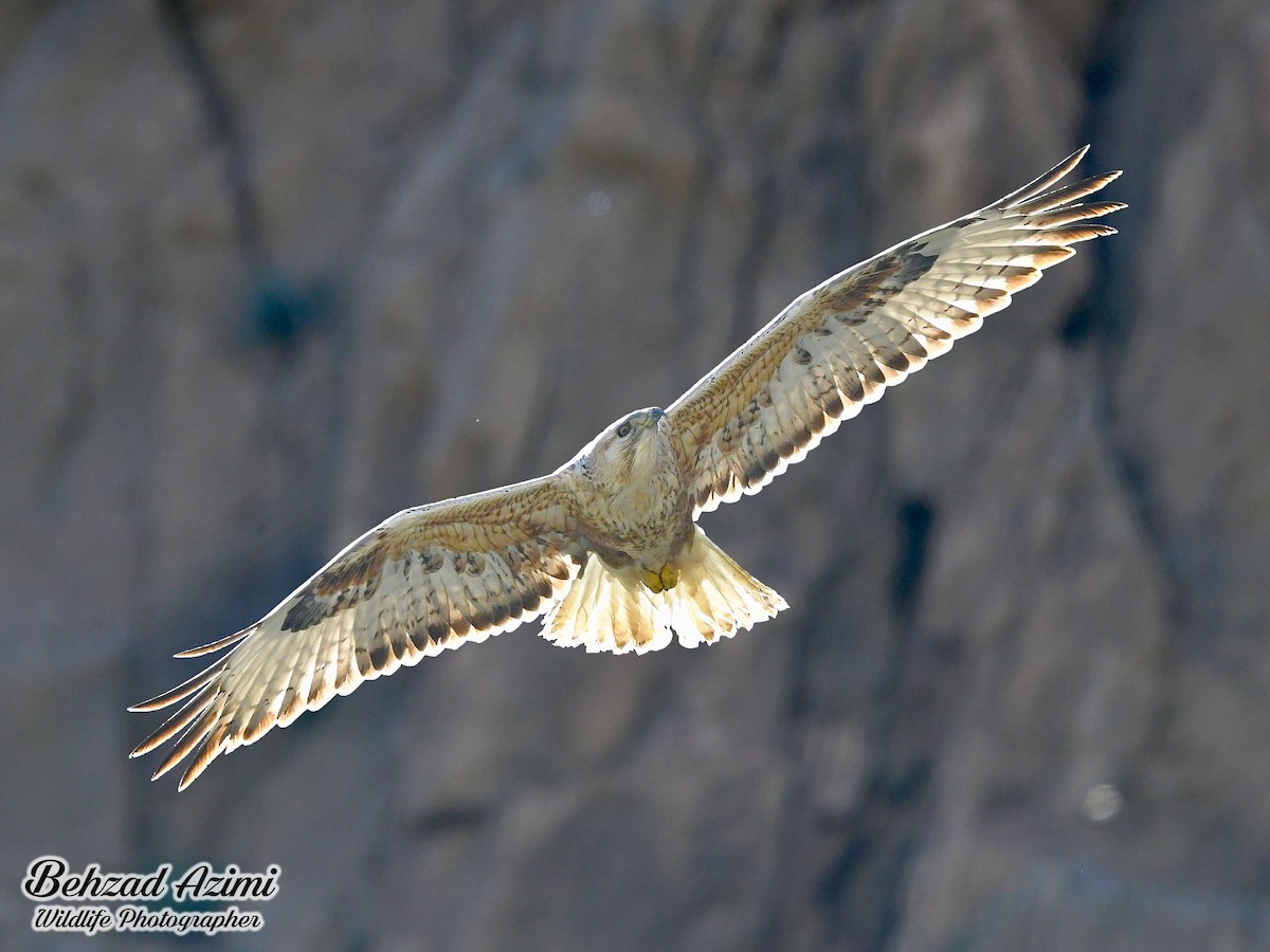 Common Buzzard - ML592132181