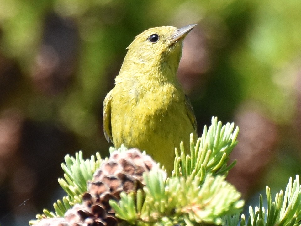 Orange-crowned Warbler - ML592132201