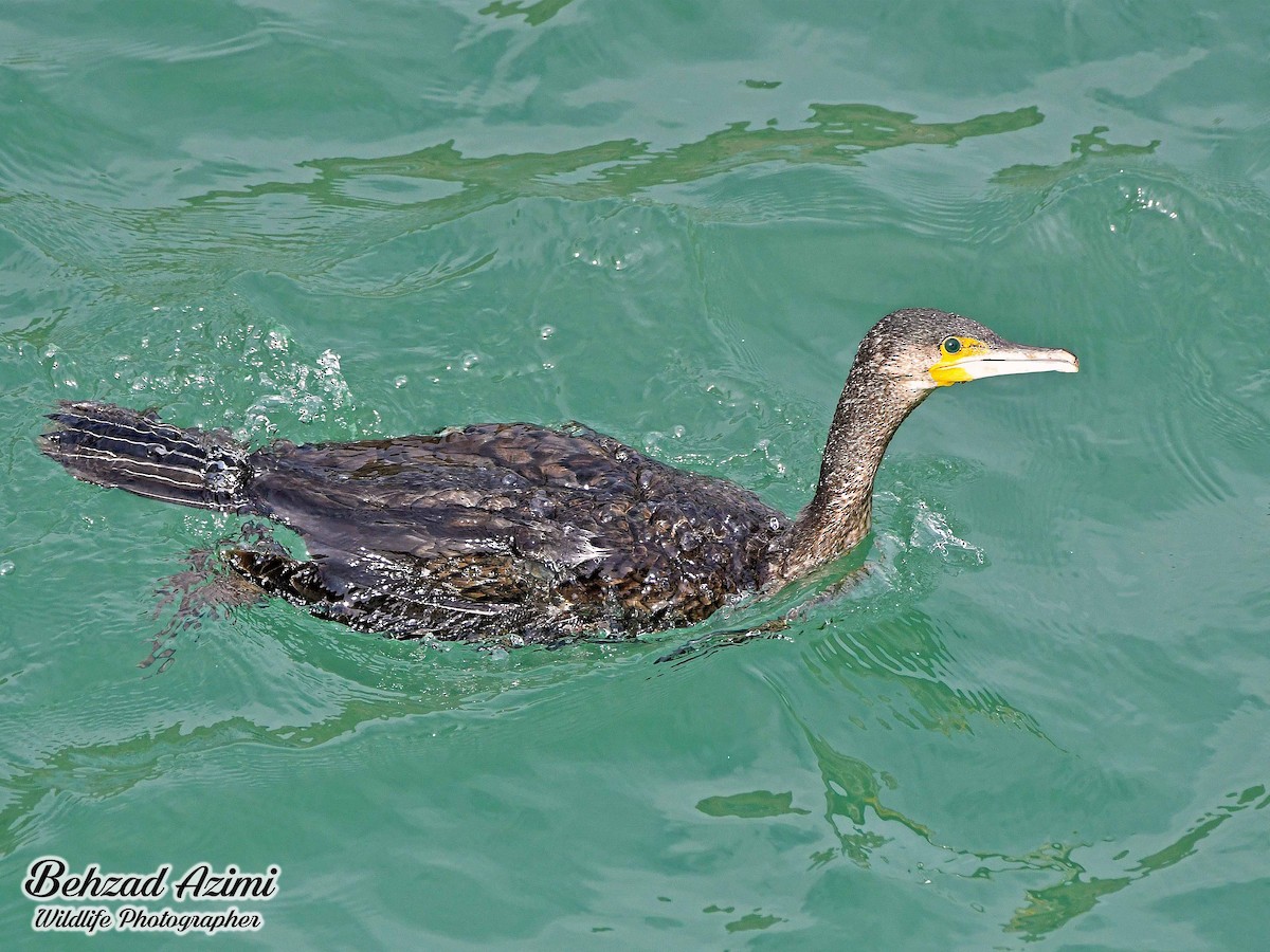 Great Cormorant - ML592132501