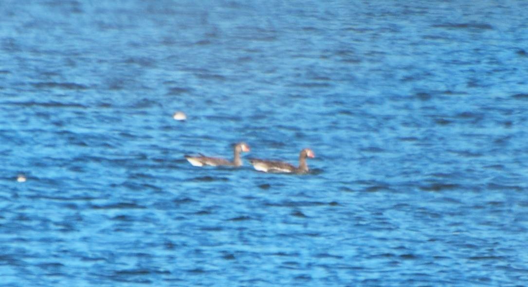 Greater White-fronted Goose - Lee Adam