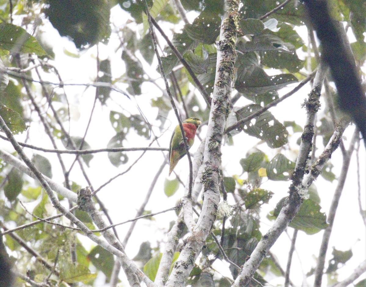 Yellow-billed Lorikeet - Kit Britten