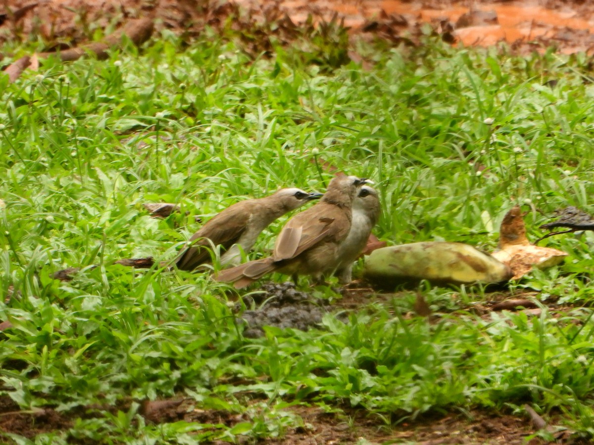 Yellow-vented Bulbul - bob butler