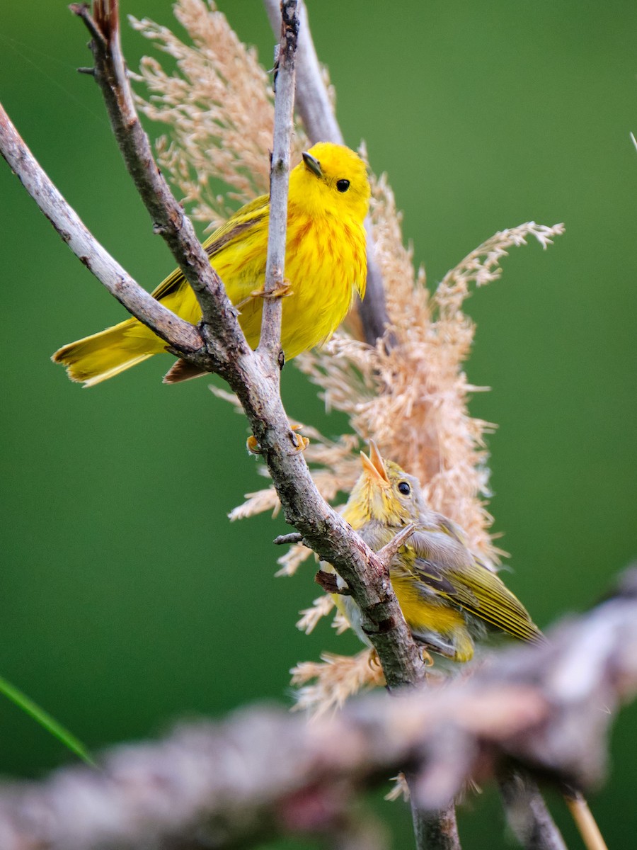 Yellow Warbler - ML592135321