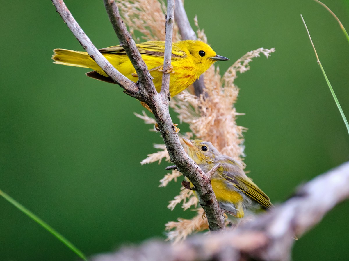 Yellow Warbler - David Cooper