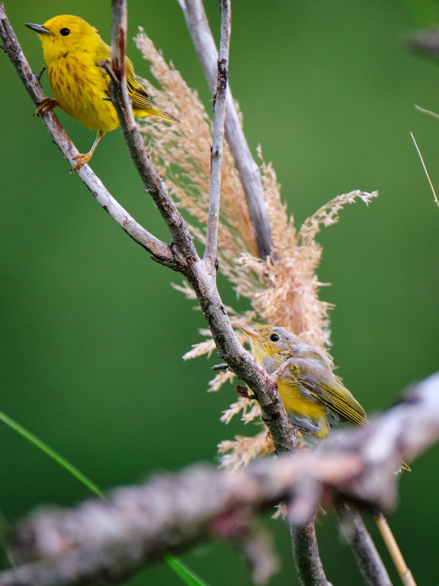 Yellow Warbler - ML592135361