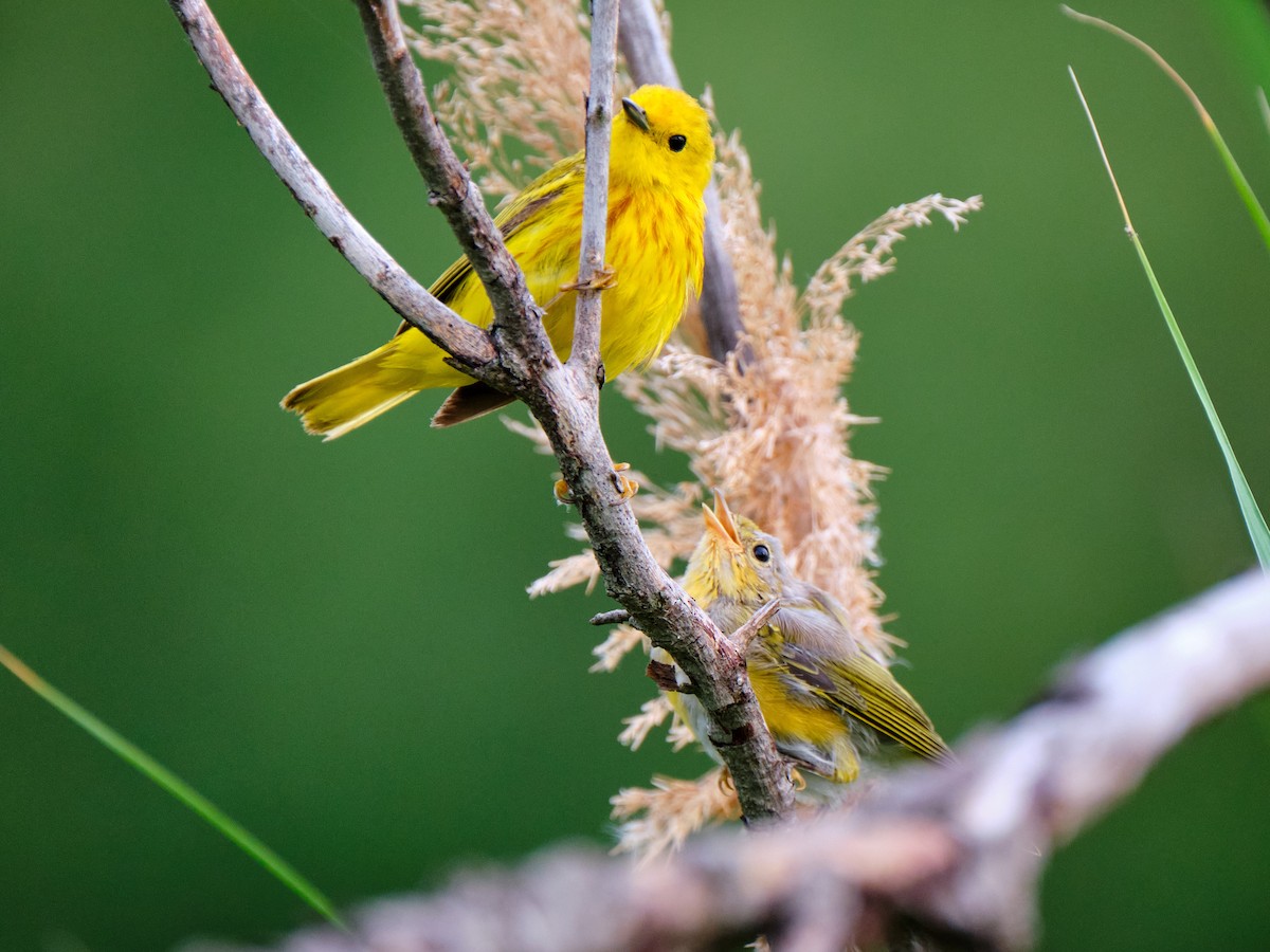Yellow Warbler - ML592135391