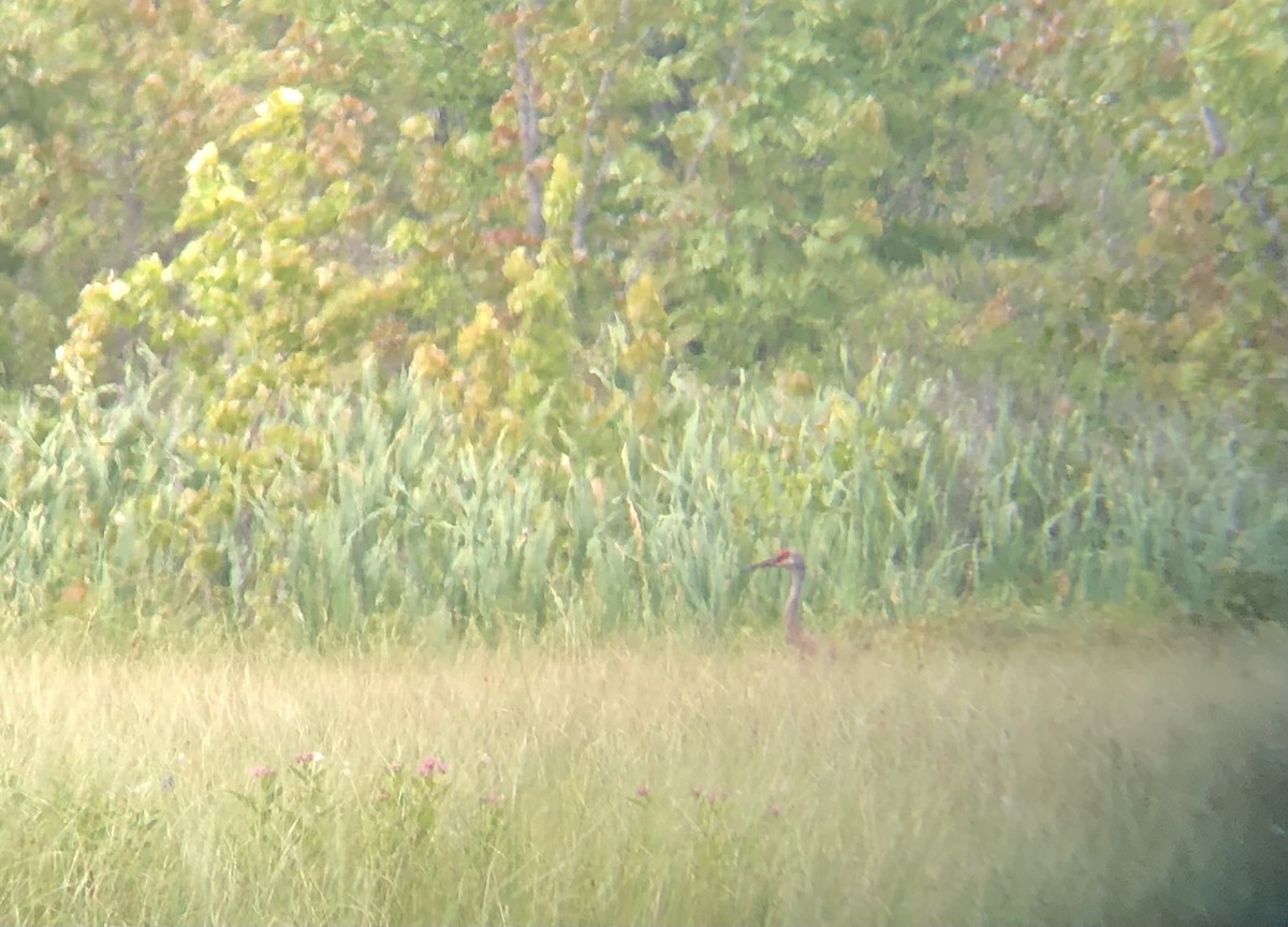 Sandhill Crane - ML592135691