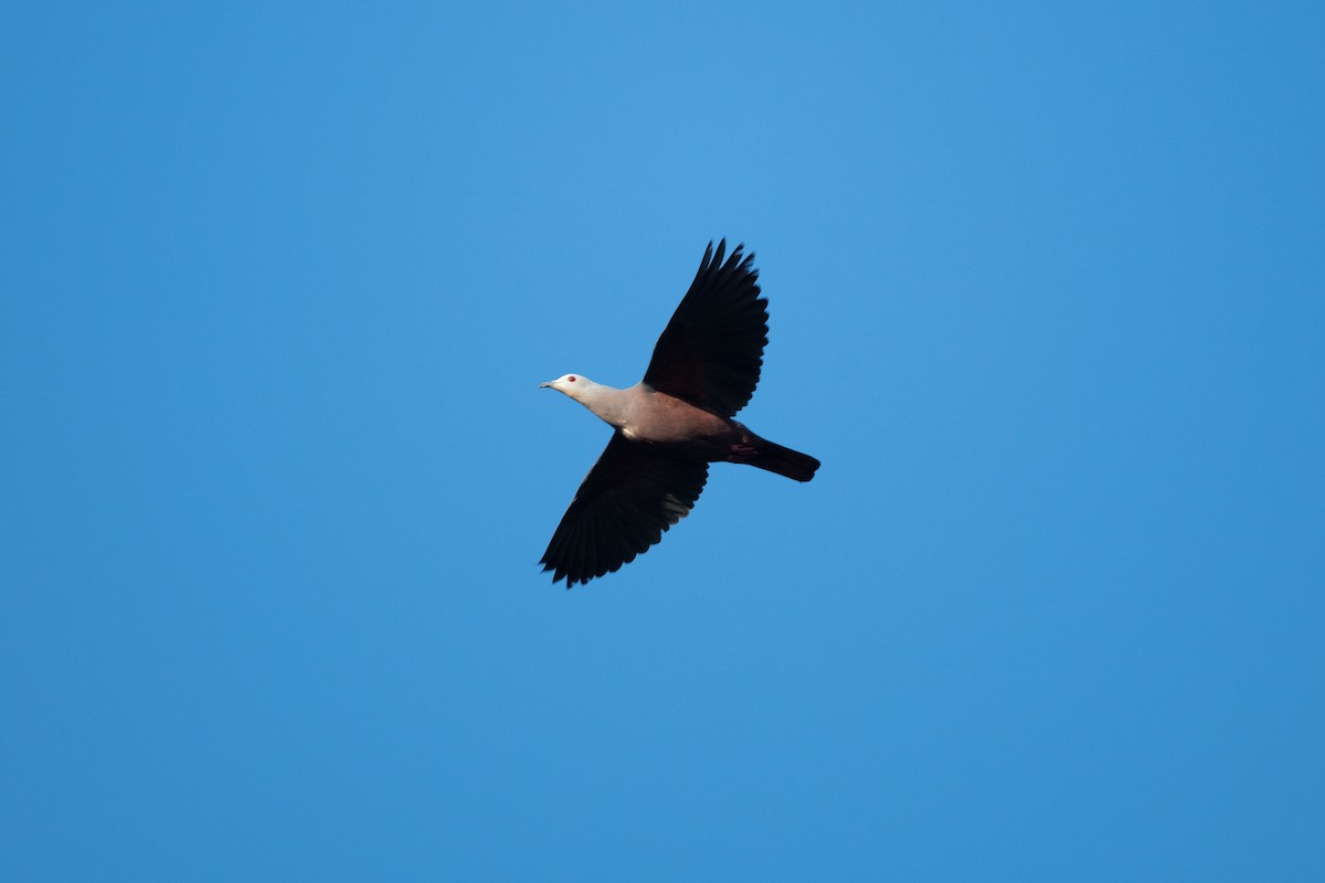 Chestnut-bellied Imperial-Pigeon - ML592136001