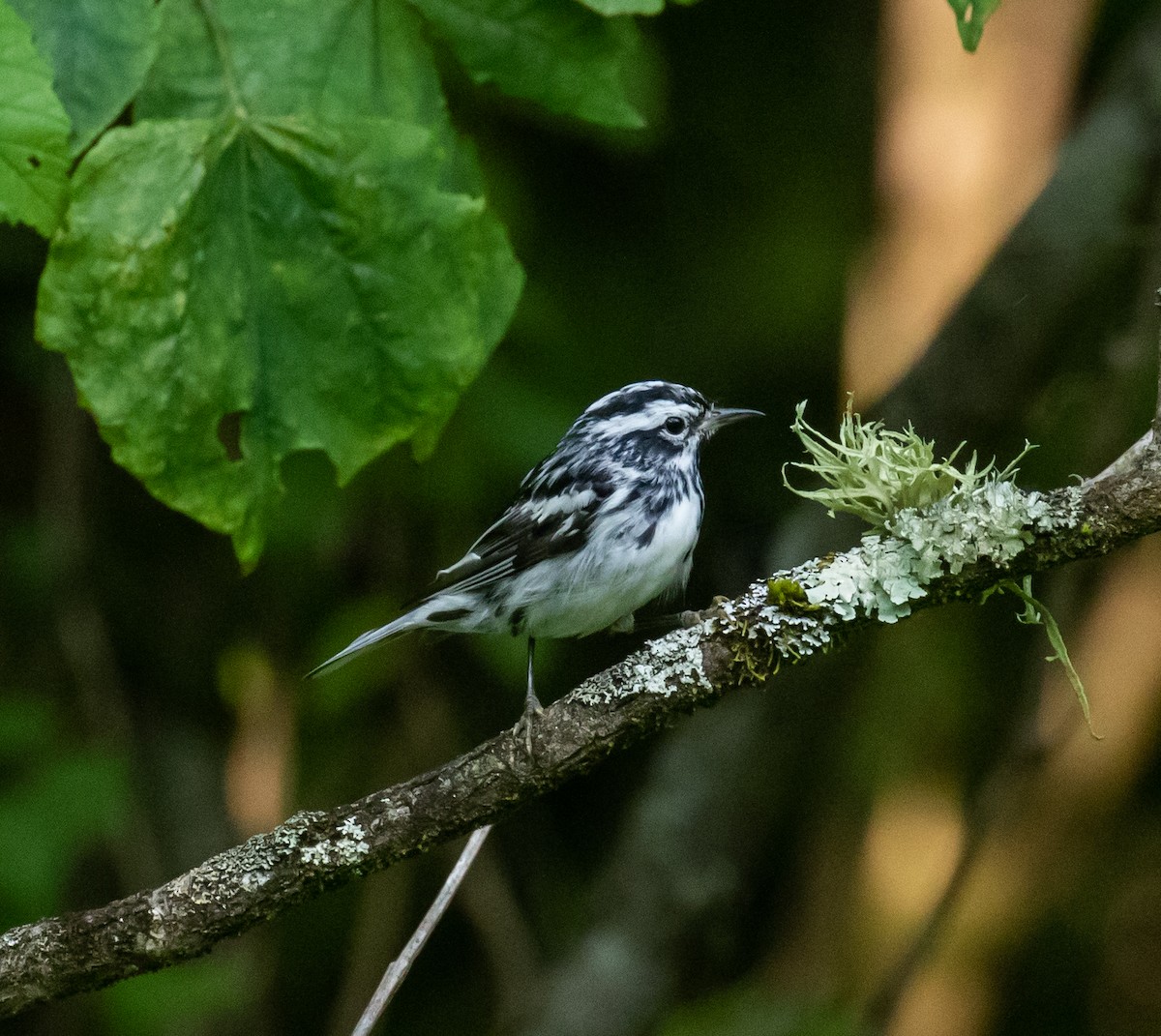 Black-and-white Warbler - ML592136051