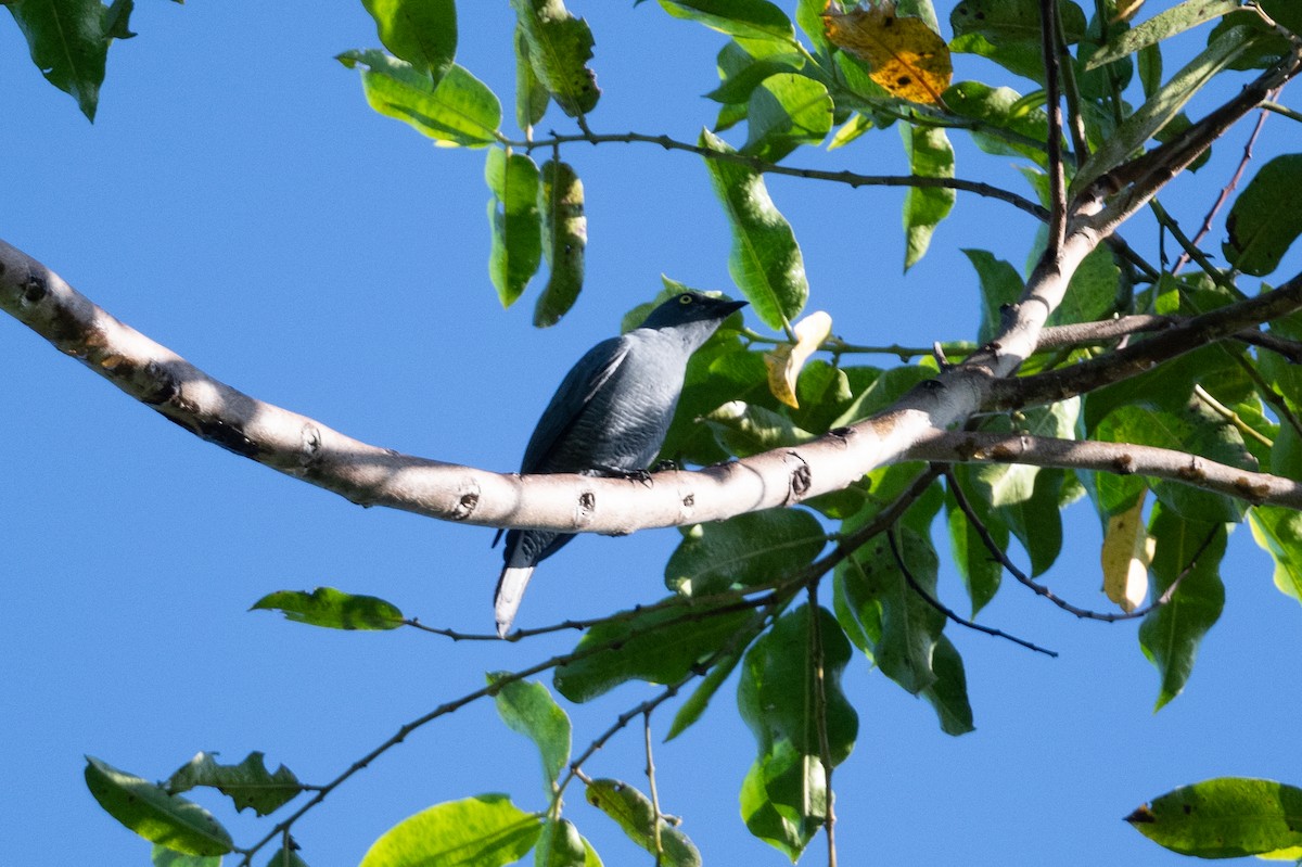 Barred Cuckooshrike - ML592136921