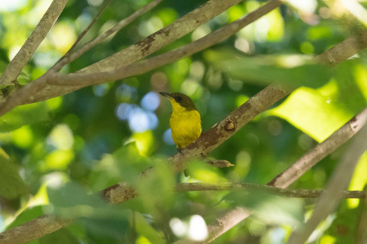 Oriole Whistler - John C. Mittermeier