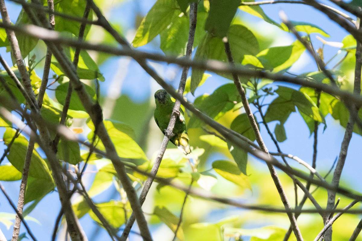 Finsch's Pygmy-Parrot - ML592137231