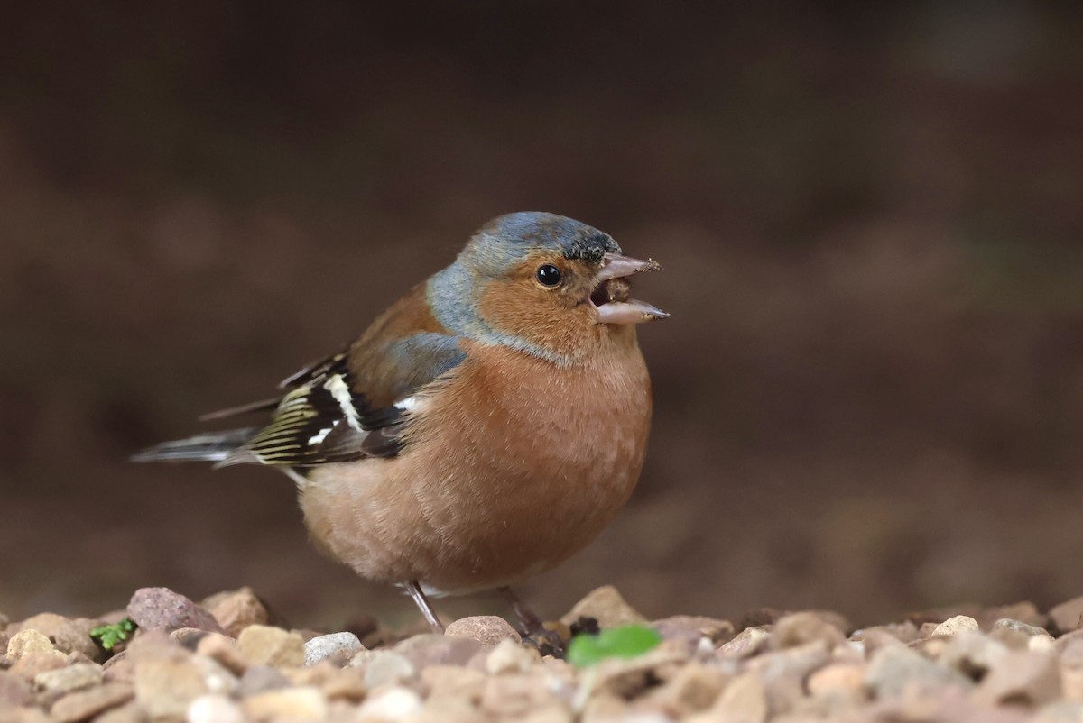 Common Chaffinch - Luke Goddard - Birding Africa