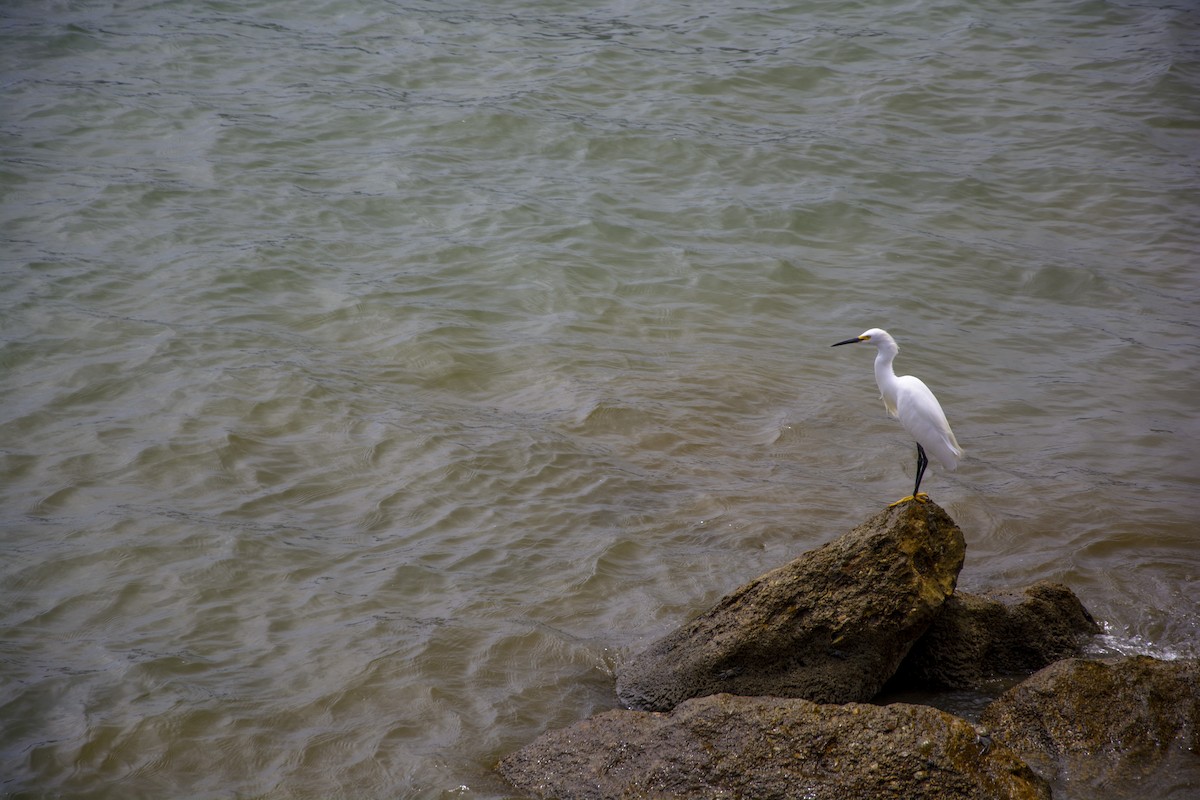 Snowy Egret - ML592138431