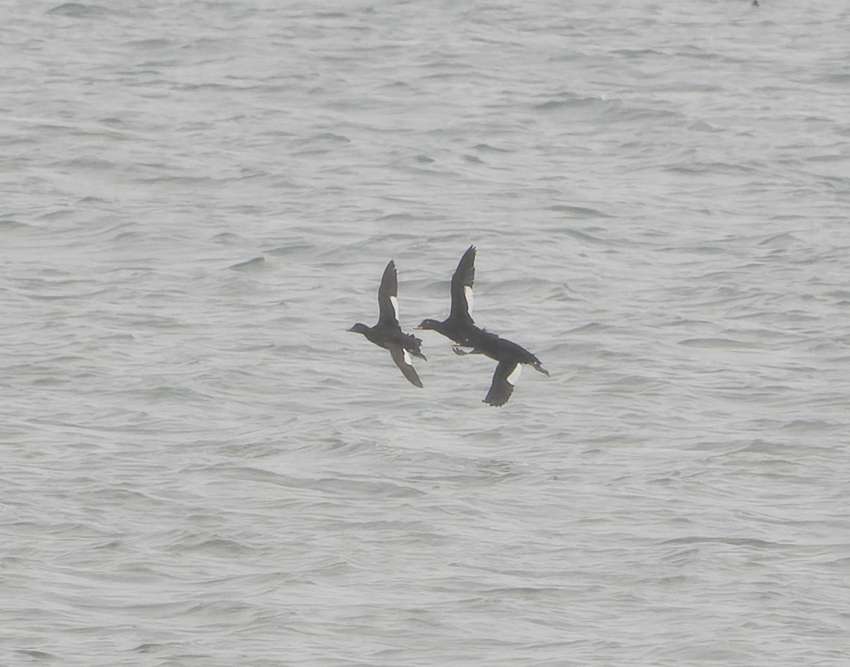 Velvet Scoter - ML592141331