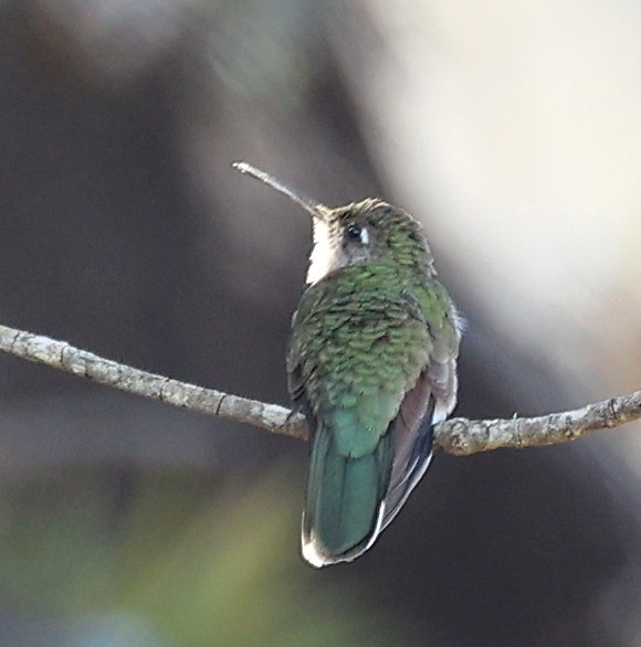 Colibrí de Diamantina - ML592142151