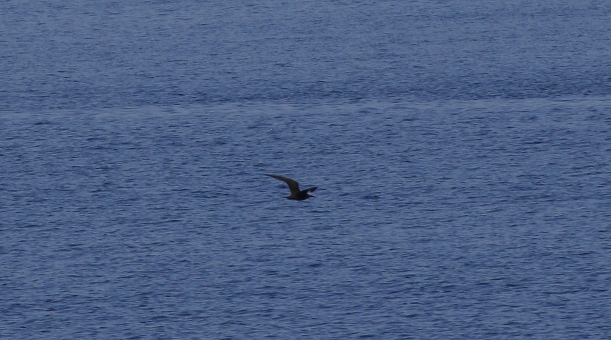 Brown Noddy - ML592143081