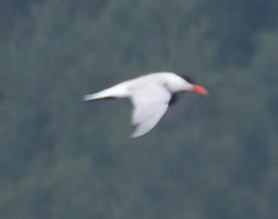 Caspian Tern - ML592143221