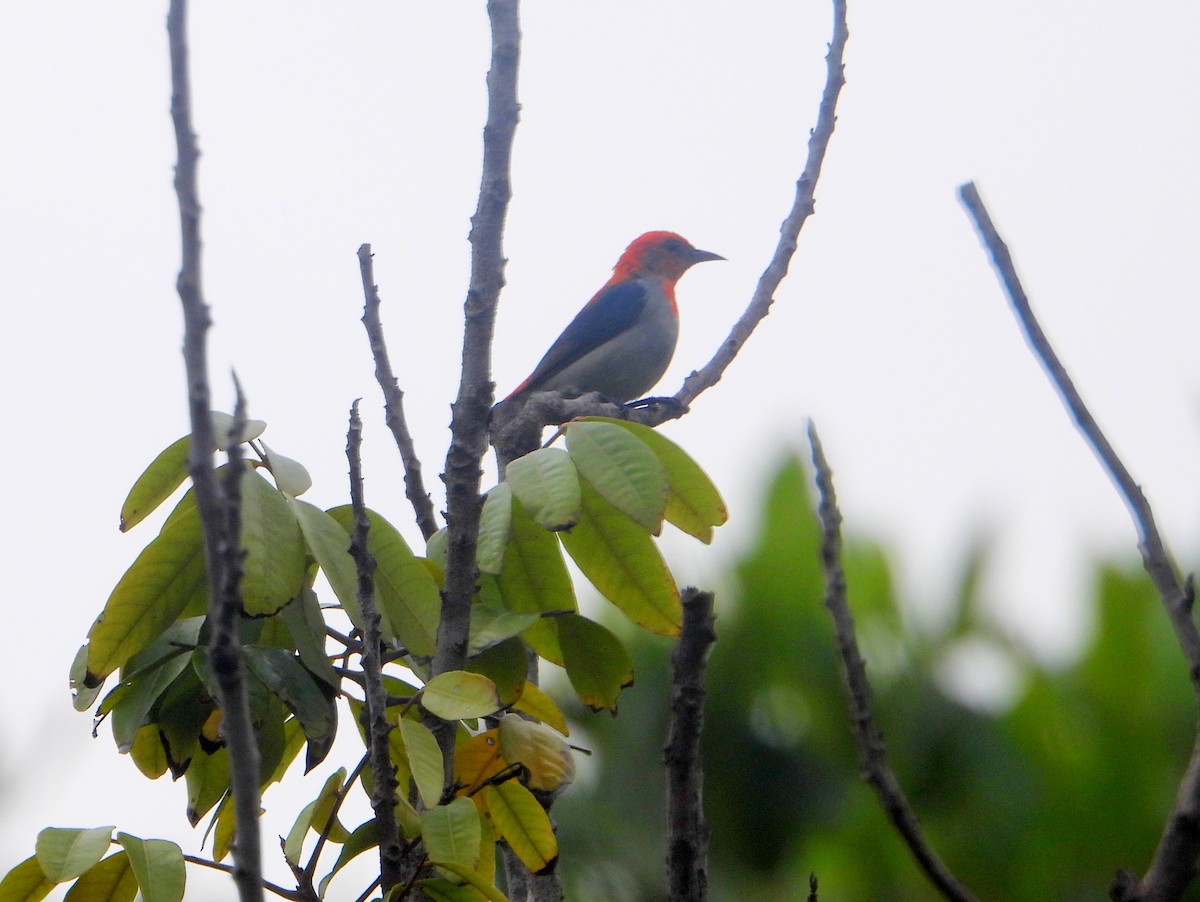 Scarlet-headed Flowerpecker - ML592143801