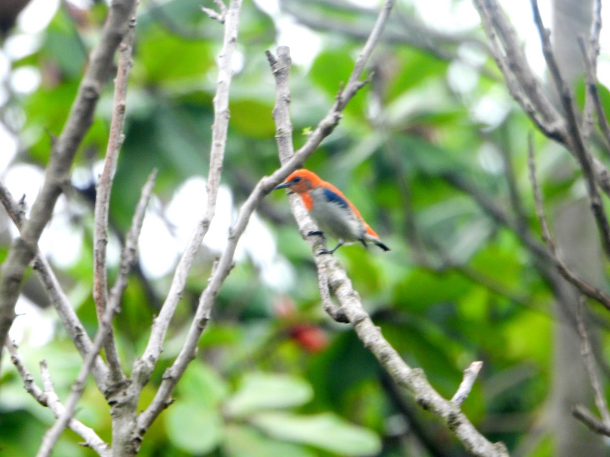 Scarlet-headed Flowerpecker - ML592143811