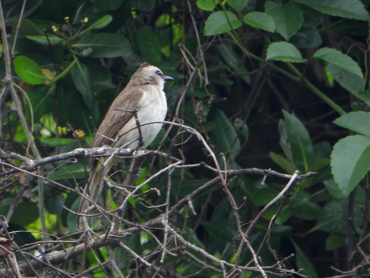 Yellow-vented Bulbul - bob butler