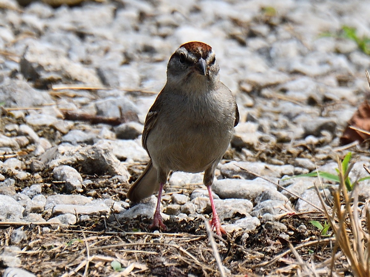 Chipping Sparrow - Dan Edelen